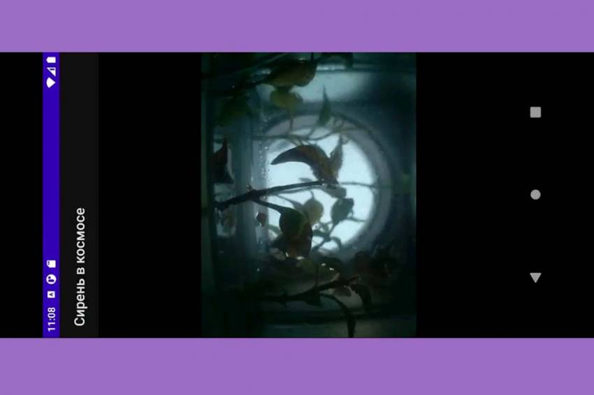 Белгородская сирень сорта «Великая Победа» отправилась в космос  События НИУ «БелГУ» белгородская сирень сорта «великая победа» отправилась в космос